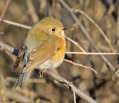 red-flanked-bluetail7