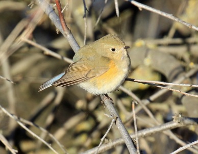 First Red-flanked Bluetail in the Eastern ABA Area - American
