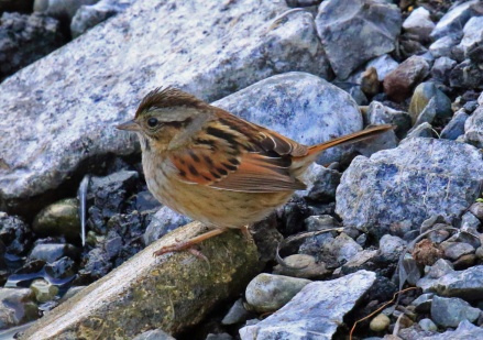 swamp-sparrow
