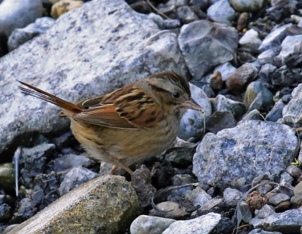 swamp-sparrow1
