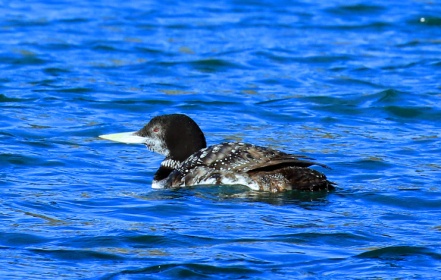 yellow-billed-loon3