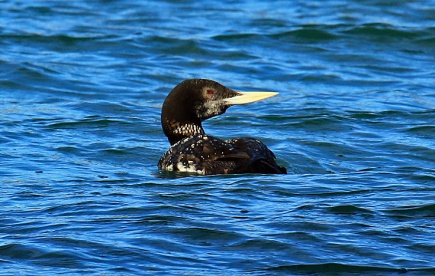 yellow-billed-loon4