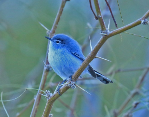 blue-gray-gnatcatcher1
