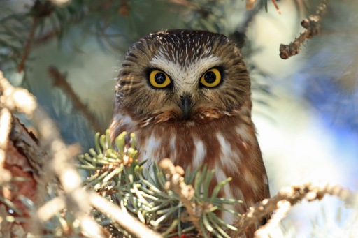 northern-saw-whet-owl