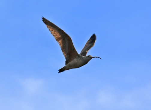 Long Billed Curlew Flight1 - Copy