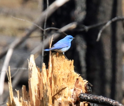 Mountain Bluebird1