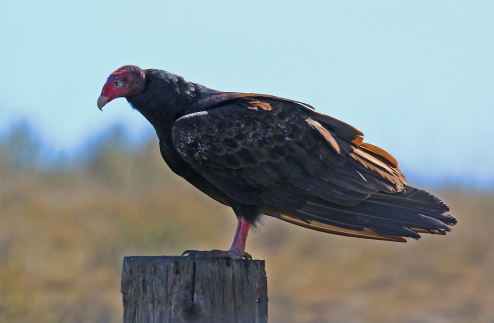Turkey Vulture Perched - Copy