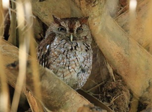 Eastern Screech Owl5