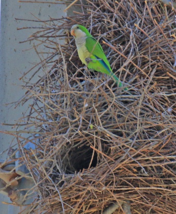 Monk Parakeet at Nest