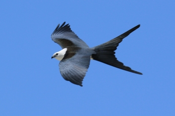 White Tailed Kite 4
