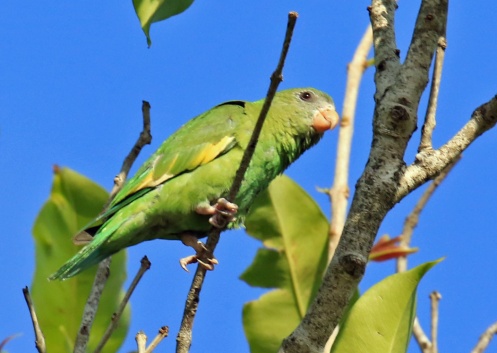 Yellow Chevroned Parakeet1