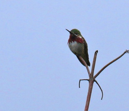 Calliope Hummingbird2
