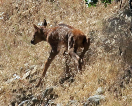 Elk Calf1