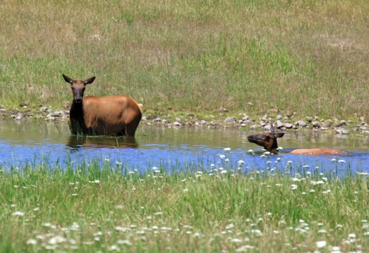 Swimming Elk