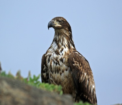 Juvenile Bald Eagle2
