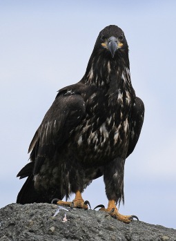 Juvenile Bald Eagle3