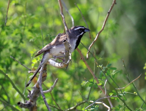 Black Throated Sparrow3