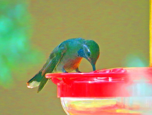 Blue Throated Hummingbird 3