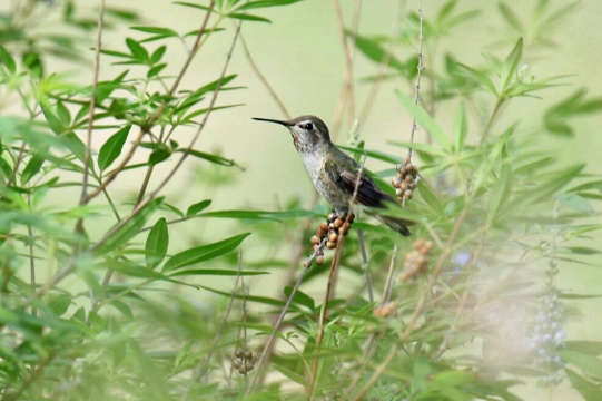 Costa ' s Hummingbird Female 1