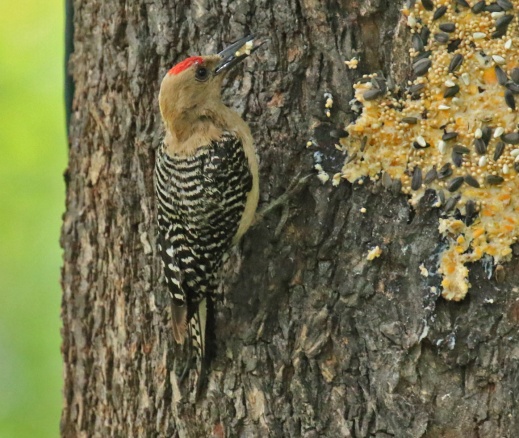 Gila Woodpecker2
