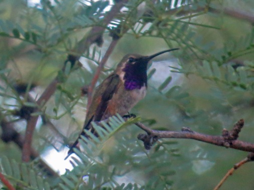 Lucifer Hummingbird2