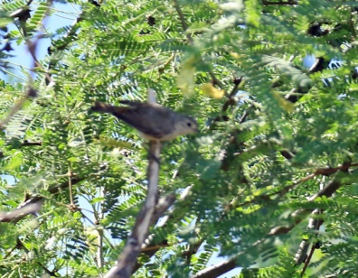Lucy's Warbler1 (2)