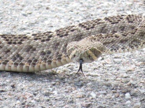 Rattlesnake Head (2)