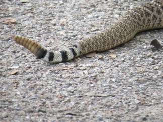 Rattlesnake Tail