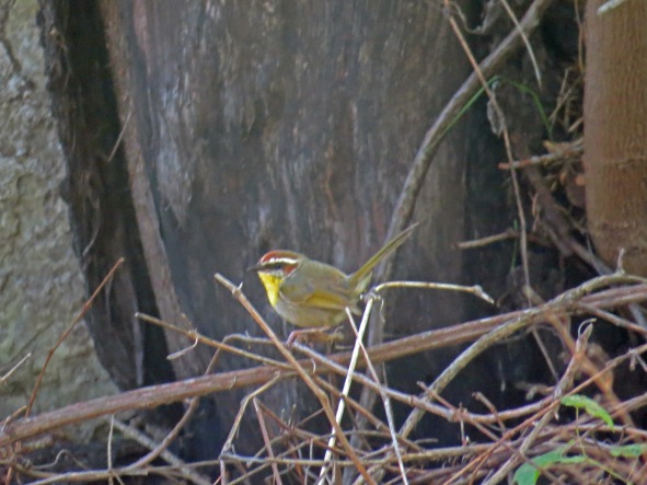 Rufous Capped Warbler