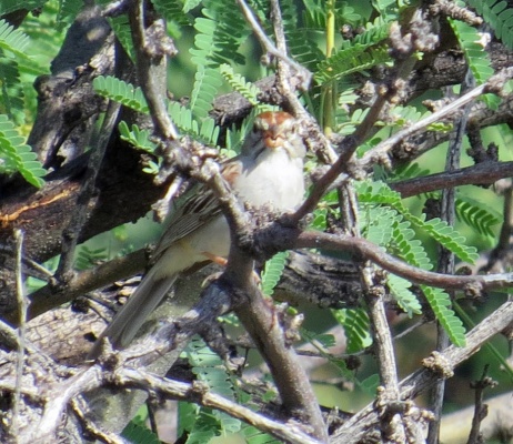 Rufous Sparrow