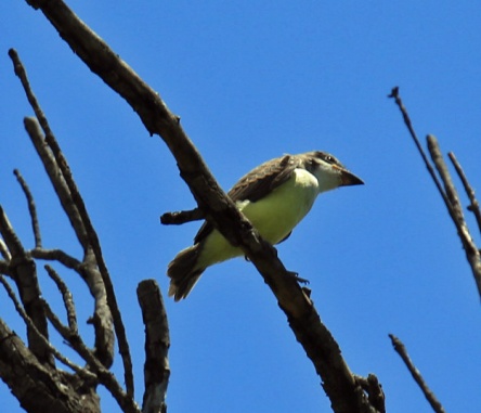 Thick Billed Kingbird Juvenile
