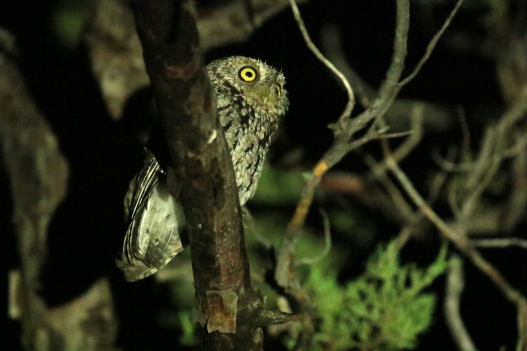 Whiskered Screech Owl (2)