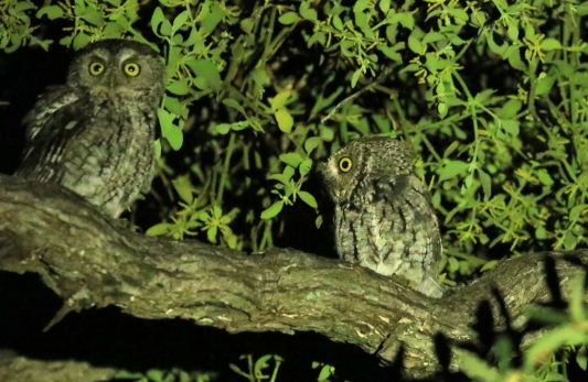 Whiskered Screech Owls 1 (2)