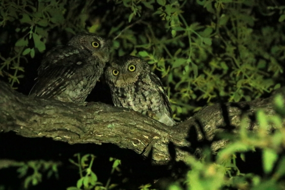 Whiskered Screech Owls (3)