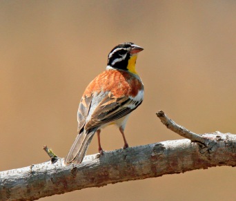 Golden Breasted Bunting