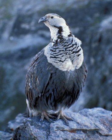 Himalayan Snowcock