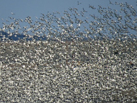 Snow Goose Flock