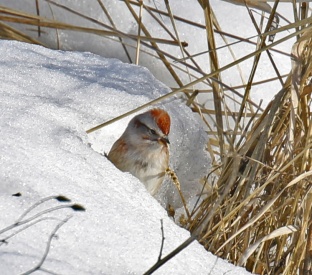 American Tree Sparrow in Snow
