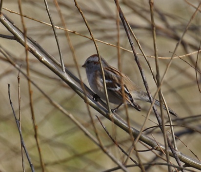 American Tree Sparrow1