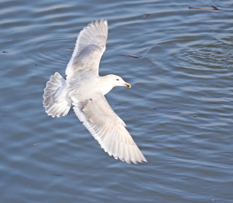Glaucous Winged Gull