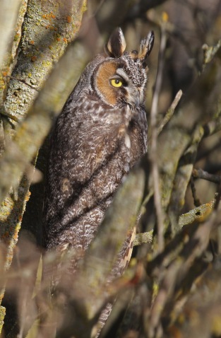 Long Eared Owl