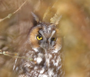 Long Eared Owl3