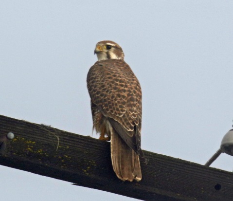 Prairie Falcon1