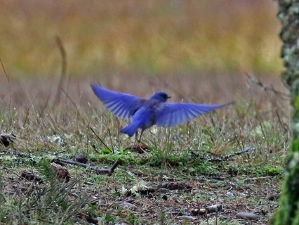 Western Bluebird