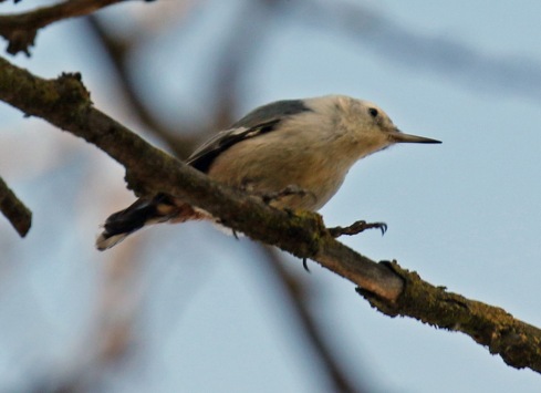 White Breasted Nuthatch1