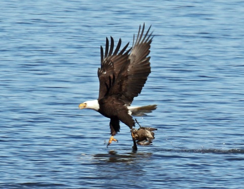 Bald eagle taking Pintail2