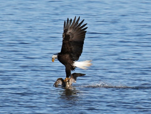 Bald Eagle taking Pintail4