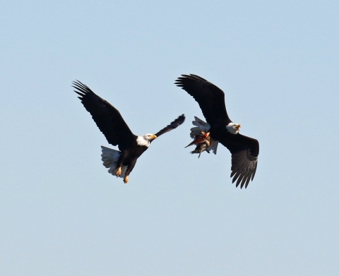 Bald Eagles with Pintail