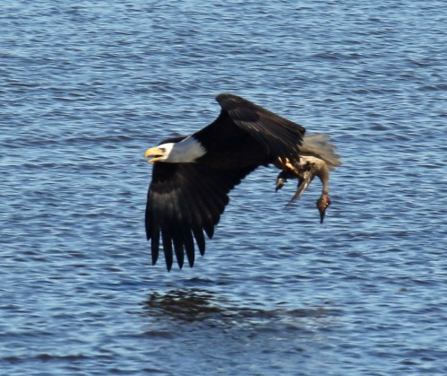 Bald Eagles with Pintail2