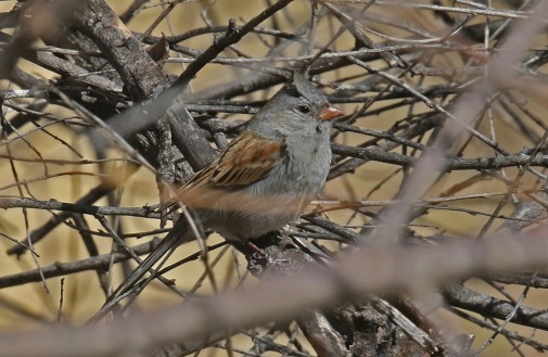 Black Chinned Sparrow-1 - Copy
